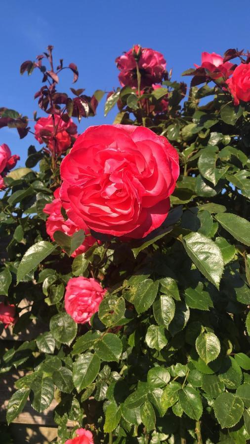 Bed and Breakfast La Vie En Rose Zierikzee Zewnętrze zdjęcie